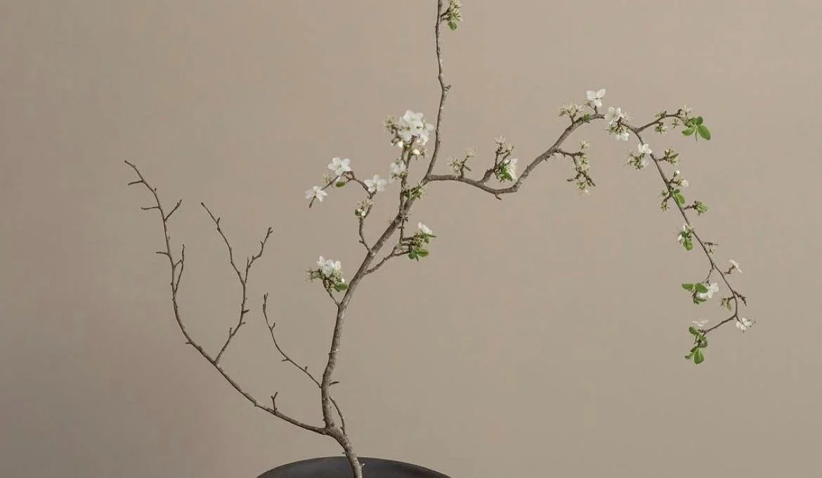 Minimalist çiçek ve doğa fotoğrafı