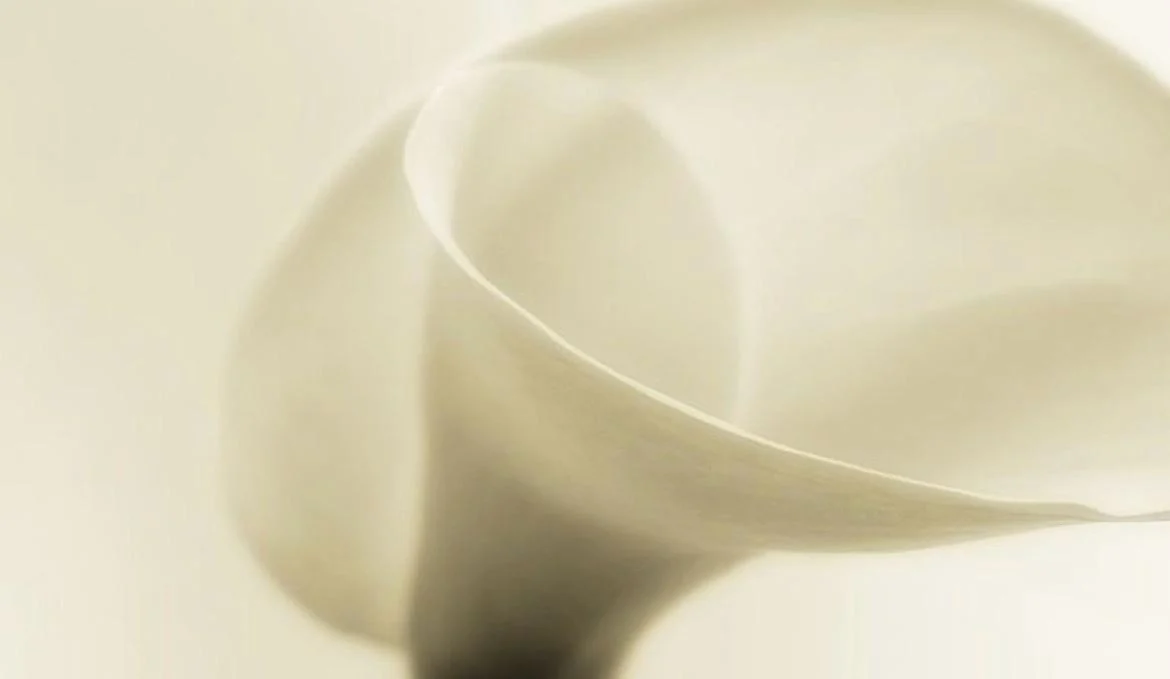 Minimalist çiçek ve doğa fotoğrafı